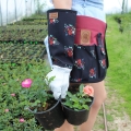 Pas na narzędzia bordowy roses