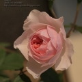 Róża Wisley 2008