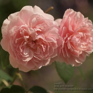 Róża Wisley 2008®