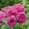 Young-Lycidas_4.webp