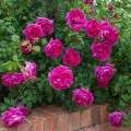 Young-Lycidas_3.webp