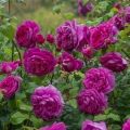 Young-Lycidas_2.webp