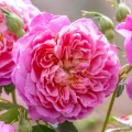 Emma-Bridgewater_1.jpg