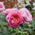 Emma-Bridgewater_3.jpg