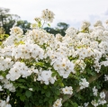 Kew-Gardens_4.jpg