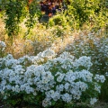 Kew-Gardens_3.webp