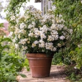 Kew-Gardens_2.webp