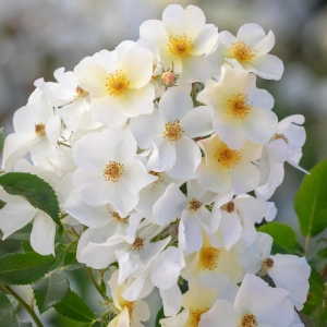 Róża Kew Gardens’®