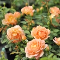 Lady-Of-Shalott6.jpg