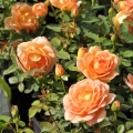 Lady-Of-Shalott3.jpg