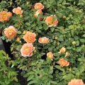 Lady-Of-Shalott7.jpg
