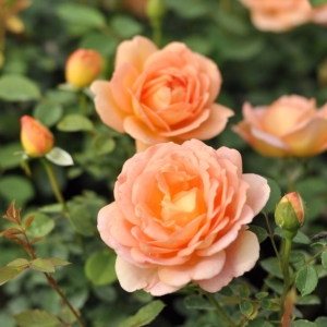 Róża Lady of Shalott®
