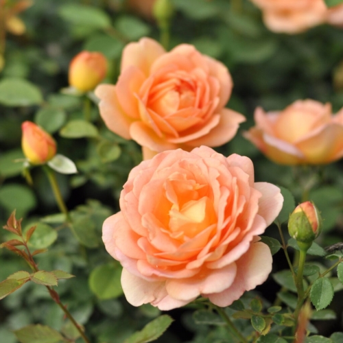 Lady-Of-Shalott5-e1732793225230.jpg