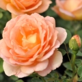Lady-Of-Shalott9-e1732793238821.jpg