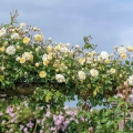 Malvern-Hills_4.webp