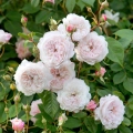 The-Albrighton-Rambler_1 (1).webp