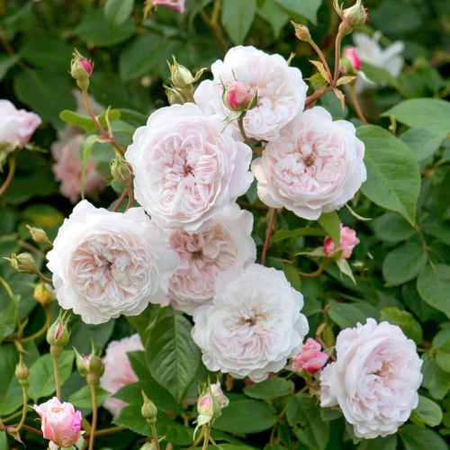 The-Albrighton-Rambler_1 (1).webp