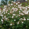 The-Albrighton-Rambler_4.webp