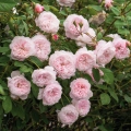 The-Albrighton-Rambler_3.webp