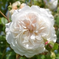 The-Albrighton-Rambler_2.webp