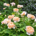 The-Lady-Gardener_3.webp