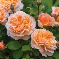 The-Lady-Gardener_1.webp