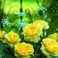 The Poet’s Wife®