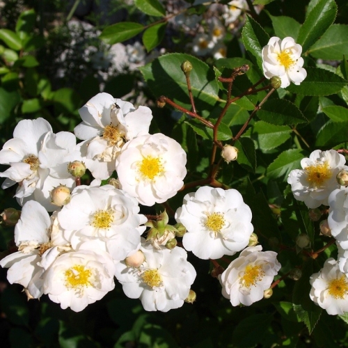 Pani-Bielecka-ROJmusk.jpg