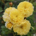 Róża Golden Fleece®