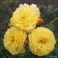 Róża Golden Fleece®