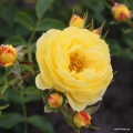 Róża Golden Fleece®