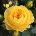 Róża Golden Fleece®