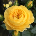 Róża Golden Fleece®