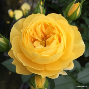 Róża Golden Fleece®