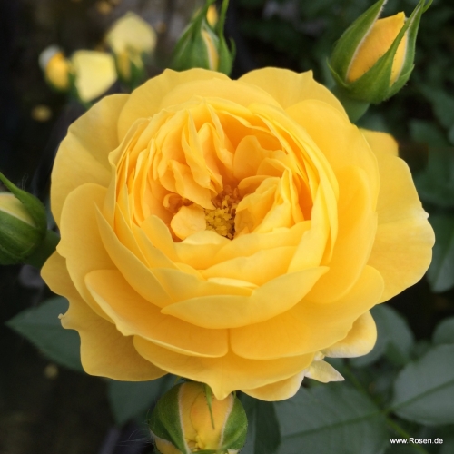 Róża Golden Fleece®