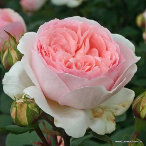 rose_rosa_beetrose_maerchenzauber_kordes_3.jpg