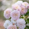 elizabeth-2.webp