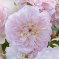Elizabeth_1.webp