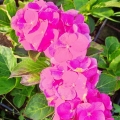 Hortensja Macrophylla