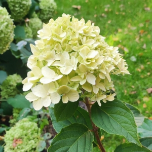 Hortensja Limelight
