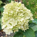 Hortensja Limelight