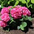 Hortensja Macrophylla
