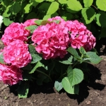 Hortensja Macrophylla