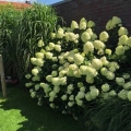 Hortensja Limelight