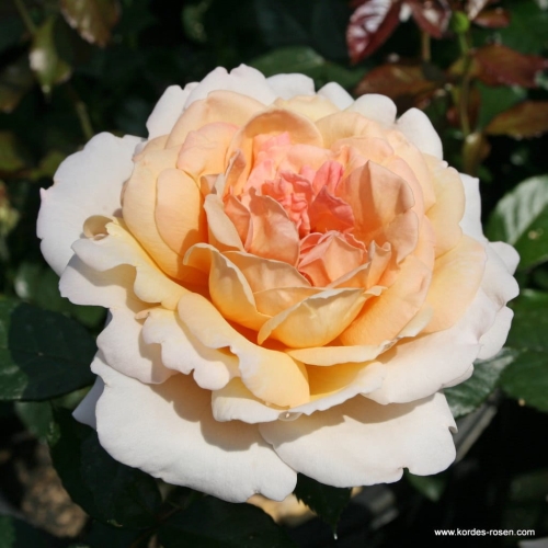 Grossherzogin_Luise_459a6699ec805b.jpg