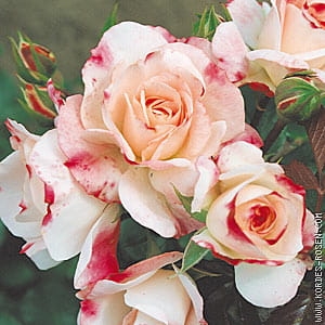 rose_weiss_strauchrose_rosenstadt-freising_kordes_01.jpg