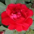 rose_rot_parkrose_hansaland_kordes_1.jpg