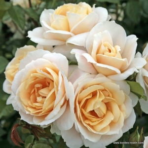 Róża Lions-Rose® na pniu