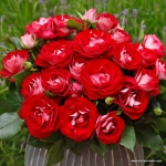 Róża Kordes' Rose der Einheit®