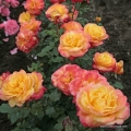 rose_orange_edelrose_speelwark_kordes_6.jpg